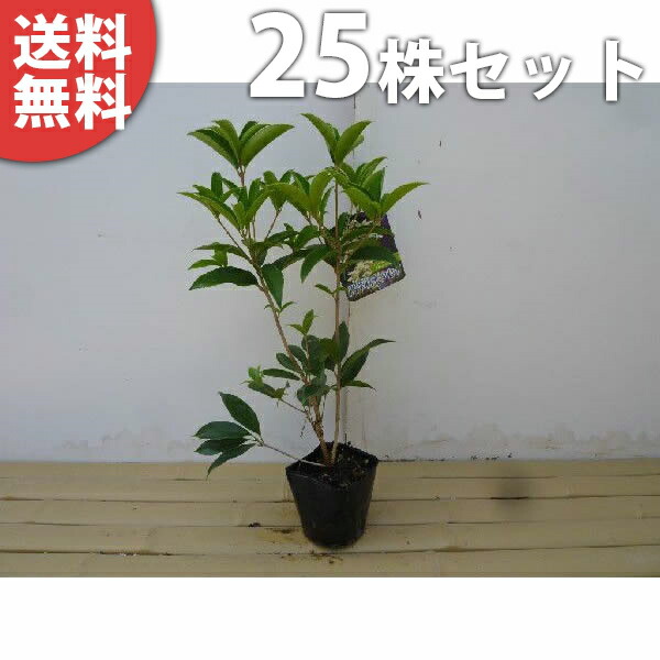 樹高0 3m前後 25本セット シキザキモクセイ 生け垣 樹高0 3m前後 10 5cmポット 植木 植木 庭木 四季咲きモクセイ 庭木 10 5cmポット 苗木 樹高0 3m前後 目隠し 生垣 シキザキモクセイ 優しい香りが特徴 生け垣 常緑樹 苗 植木 送料無料 シンボルツリー シンボル