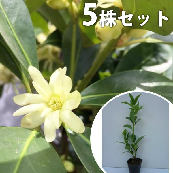 楽天市場】シキミ 樹高0.3m前後 10.5cmポット 苗木 苗 しきみ 樒 櫁 植木 庭木 生け垣 生垣 花を楽しむ木 春に花を咲かせる植木特集  生垣 目隠し 1本（お得なセット販売あります） : 季の香（きのか）