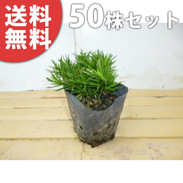 ■送料無料■【50ポットセット】 シバザクラ 9cmポット 芝桜 苗木 苗 植木 庭木 生け垣 下草・グランドカバー 6,847円