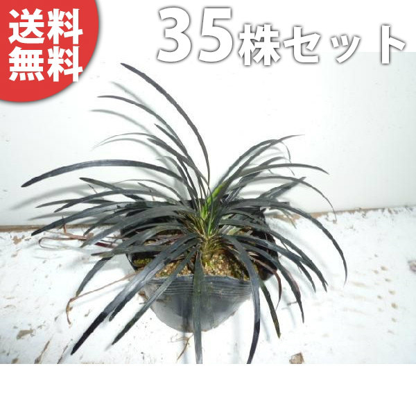 ■送料無料■【35ポットセット】 コクリュウ 9cmポット 黒龍(黒竜) 黒っぽい葉色をしたグランドカバー 苗木 苗 植木 庭木 生け垣 下草・グランドカバー|季の香(きのか)