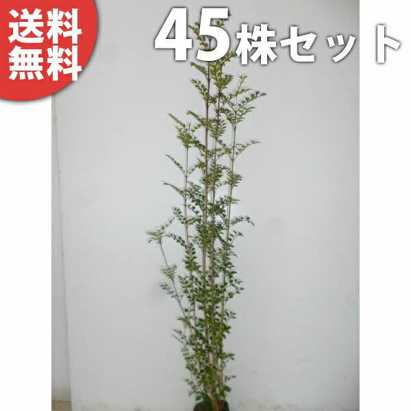 シンボルツリー シンボルツリー 生け垣 シンボルツリー シマトネリコ 樹高0 4m前後 植木 苗木 9cmポット 苗木 庭木 樹高0 4m前後 常緑樹 季の香 きのか 苗木 シマトネリコ シンボルツリー 植木 生け垣 常緑樹 植木 株立ち人気の庭木 苗 庭木 送料無料 苗 45本