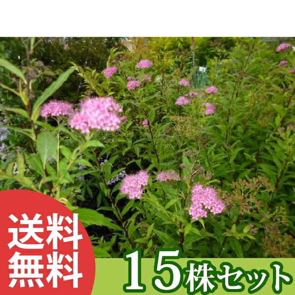 ■貨物輸送無料■【15本仕掛ける】 シモツケ 樹高0.3m前後 15糎ポット  若木 苗 植木 庭木 垣根 花を楽しむ木 夏に花を咲かせる植木特集