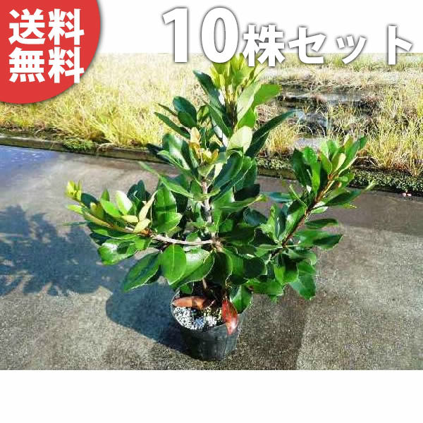 ■貨物輸送無料■【10本仕掛ける】 シャリンバイ 樹高0.4m前後 15糎ポット 拷問台梅 しゃりんばい 小っちゃい生け垣 若木 苗 植木 庭木 環堵 中木・かん木