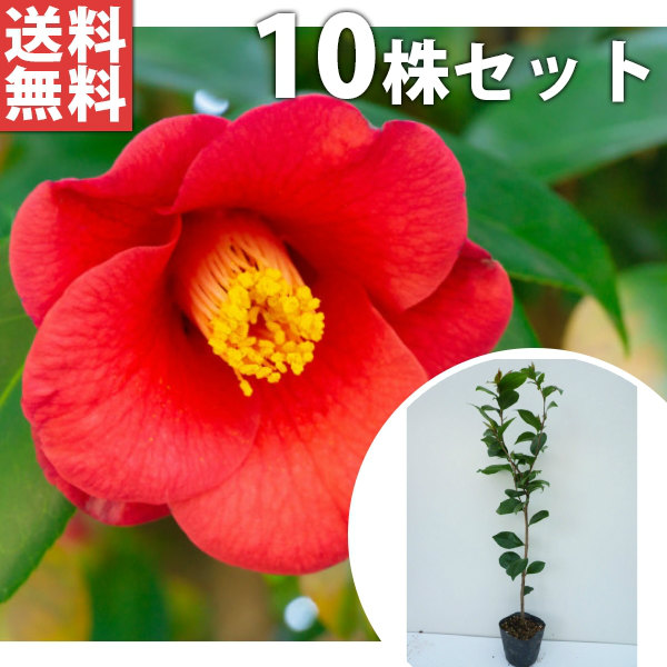 送料無料 ツバキ 10本セット 苗 秋 冬に花を咲かせる植木特集 無料配達 ヤブツバキ 庭木 目隠し 生垣 季の香 きのか 植木 植木 庭木 樹高0 8m前後 椿 生け垣 ヤマツバキ 苗 樹高0 8m前後 10本セット 苗木 花を楽しむ木 植木 山椿 生け垣 15cmポット