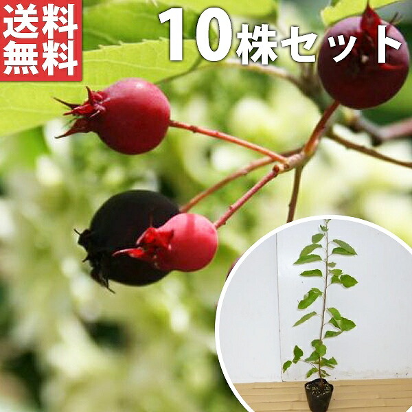 ■送料無料■【10本セット】 ジューンベリー 樹高0.3m前後 10.5cmポット 春に白い花が咲き、６月ごろ実がなります。 苗木 苗 植木 庭木 生け垣 シンボルツリー 落葉樹