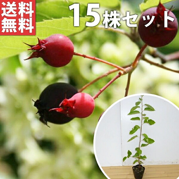 ■送料無料■【15本セット】 ジューンベリー 樹高0.3m前後 10.5cmポット 春に白い花が咲き、６月ごろ実がなります。 苗木 苗 植木 庭木 生け垣 シンボルツリー 落葉樹