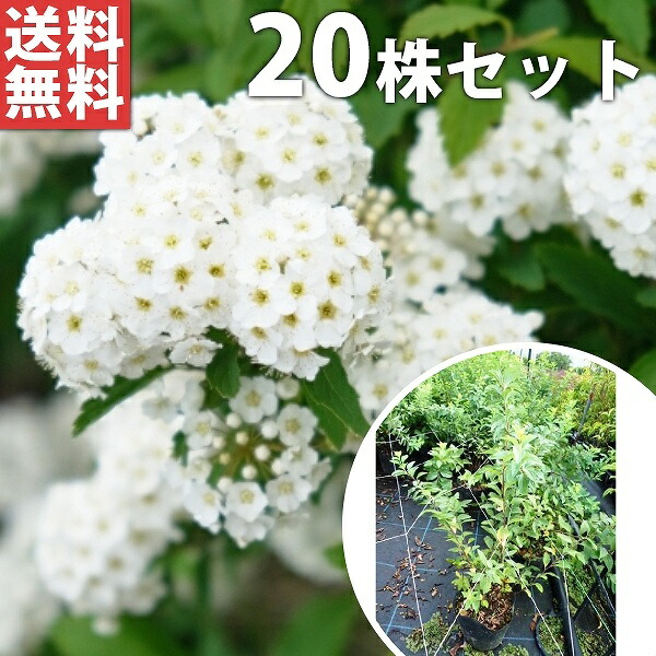 ■送料無料■【20本セット】 コデマリ 樹高0.5m前後 15cmポット こでまり 小手毬 （花木・植木） 苗木 苗 植木 庭木 生け垣 花を楽しむ木 春に花を咲かせる植木特集