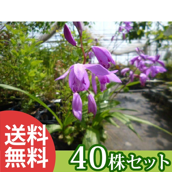 庭木 植木 苗 苗木 ガーデニング 農業 花を楽しむ木 生け垣 シラン 苗木 40ポットセット 植木 10 5cmポット 花を楽しむ木 シラン 送料無料 3月 5月にかけて 紫色の花を咲かせる 春に花を咲かせる植木特集 苗木 植木 苗 庭木 生け垣 花を楽しむ木 春に花を