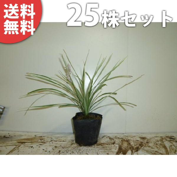■送料無料■【25ポットセット】 シルバードラゴン 10.5cmポット （白斑 フイリヤブラン） 苗木 苗 植木 庭木 生け垣 下草・グランドカバー