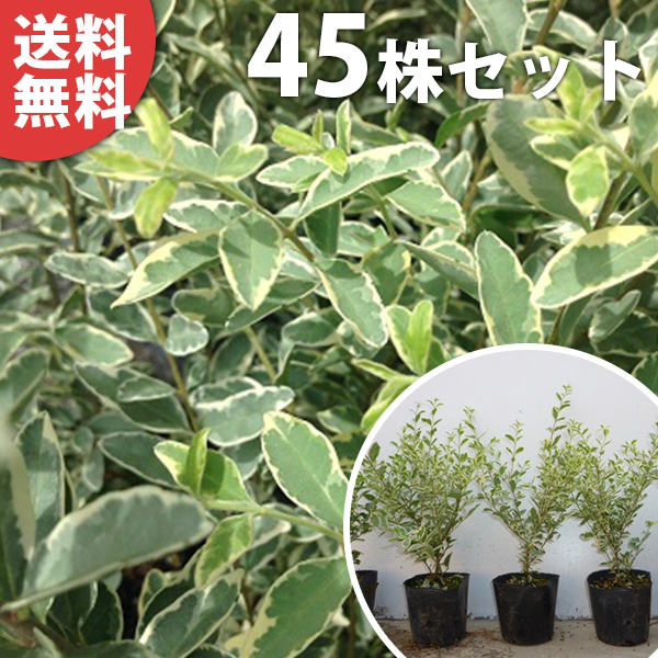 安心発送 樹高0 3m前後 植木 植木 庭木 シルバープリペット 生け垣 苗木 目隠し 生垣 苗木 苗 目隠し 生垣花 ガーデン Diy 45本セット シルバープリペット 送料無料 ポット入り 樹高0 3m前後 10 5cmポット 生垣用 苗木 植木 苗 庭木 生け垣 目隠し 生垣 上品