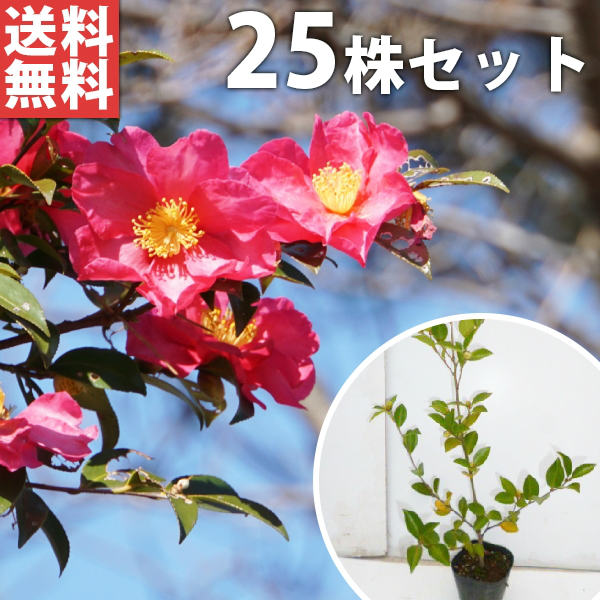 ■送料無料■【25本セット】 サザンカ 樹高0.3m前後 10.5cmポット 山茶花 さざんか タチカン赤花（生垣樹木） 苗木 苗 植木 庭木 生け垣 花を楽しむ木 秋・冬に花を咲かせる植木特集 生垣 目隠し