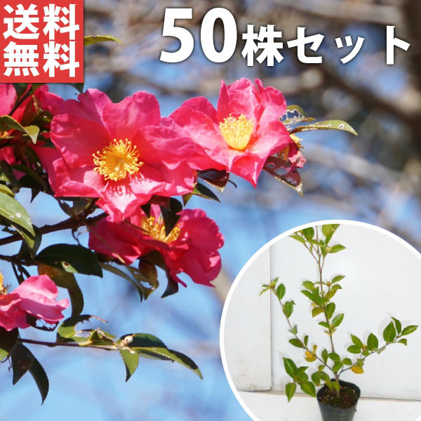 ■送料無料■【50本セット】 サザンカ 樹高0.3m前後 10.5cmポット 山茶花 さざんか タチカン赤花（生垣樹木） 苗木 苗 植木 庭木 生け垣 花を楽しむ木 秋・冬に花を咲かせる植木特集 生垣 目隠し