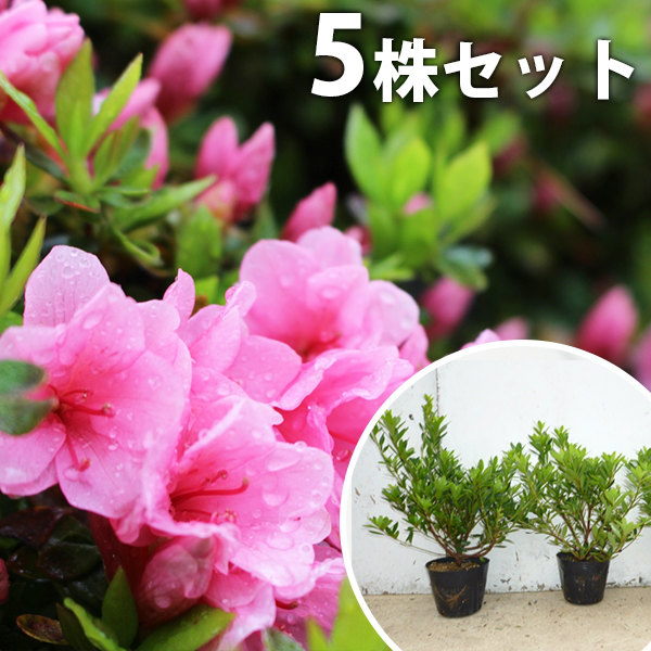 ツツジ赤花25本セット 内長さん専用出品 ツツジ赤花25本セット 内長さん専用出品 ツツジ赤花25本セット