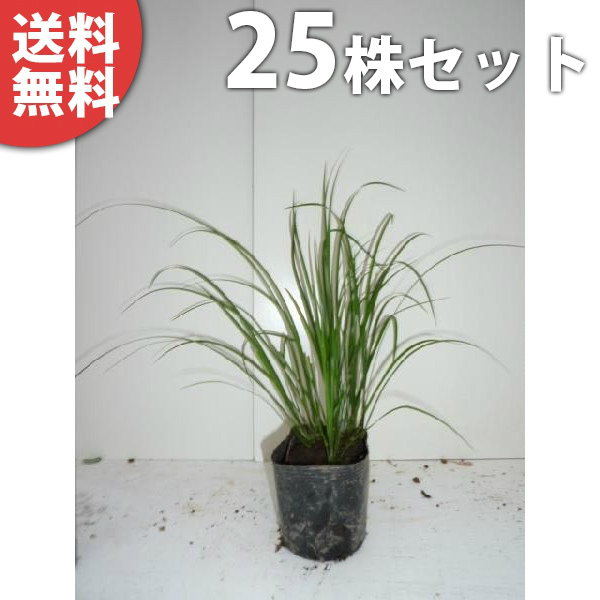 苗 庭木 植木 送料無料 苗 下草 グランドカバー セキショウ セキショウ 植木 庭木 25ポットセット 苗木 生け垣 10 5cmポット せきしょう 苗木 植木 苗 庭木 生け垣 下草 グランドカバー 季の香 きのか