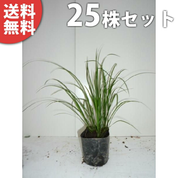 苗 庭木 植木 送料無料 苗 下草 グランドカバー セキショウ セキショウ 植木 庭木 25ポットセット 苗木 生け垣 10 5cmポット せきしょう 苗木 植木 苗 庭木 生け垣 下草 グランドカバー 季の香 きのか 苗 庭木 植木 送料無料 苗 下草 グランドカバー セキショウ セキショウ 植木 庭木 25ポットセット 苗木 生け垣 10 5cmポット せきしょう 苗木 植木 苗 庭木 生け垣 下草 グランドカバー 季の香 きのか