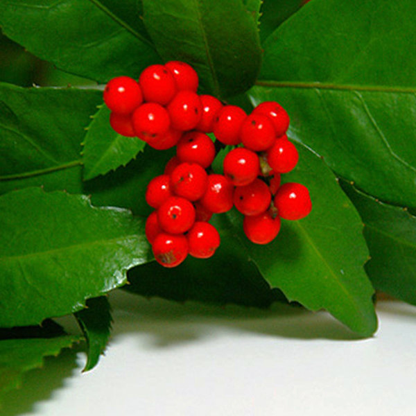 楽天市場】【赤/黄の2色から選ぶ】千両（センリョウ）3.5号ポット