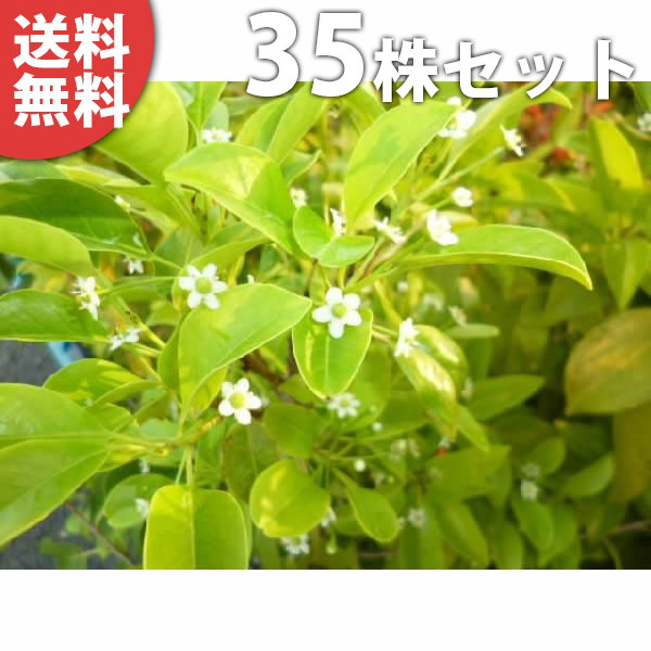 苗木 植木 生け垣 生け垣 ソヨゴ 植木 樹高0 3m前後 常緑樹 シンボルツリー 庭木 樹高0 3m前後 苗 35本セット 送料無料 ソヨゴ 苗 シンボルツリー 10 5cmポット そよご 常緑樹人気の庭木 苗木 植木 苗 庭木 生け垣 シンボルツリー 常緑樹 季の香 きのか