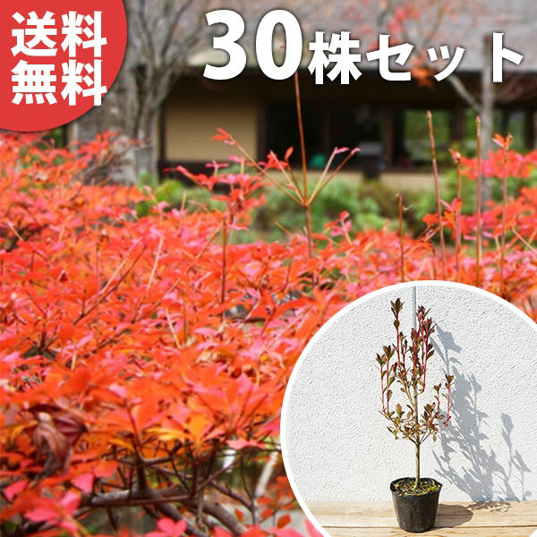 ■送料無料■【30本セット】 ドウダンツツジ 樹高0.3m前後 10.5cmポット 苗 どうだんつつじ ポット苗生垣用 苗木 植木 庭木 生け垣 シンボルツリー 落葉樹