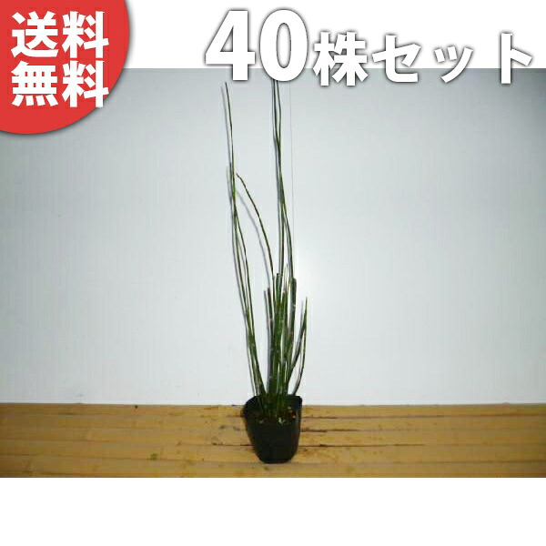 ■送料無料■【40本セット】 トクサ 樹高0.4m前後 10.5cmポット とくさ 砥草 木賊 苗 苗木 植木 庭木 生け垣 下草・グランドカバー