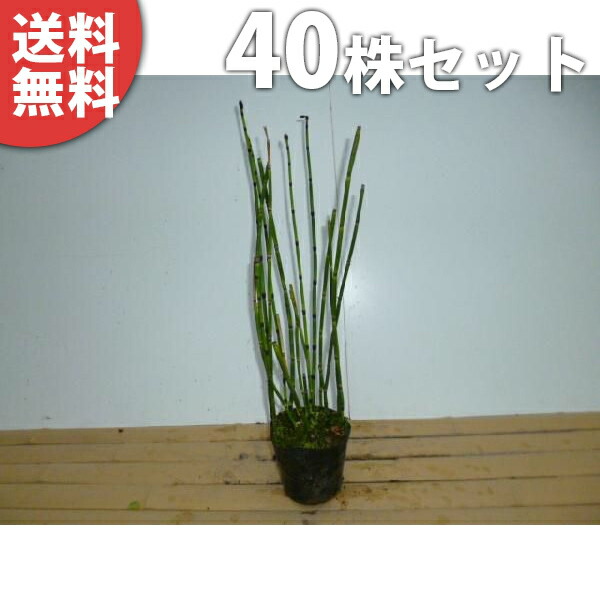 ■送料無料■【40本セット】 トクサ 樹高0.3m前後 10.5cmポット とくさ 砥草 木賊 苗 苗木 植木 庭木 生け垣 下草・グランドカバー