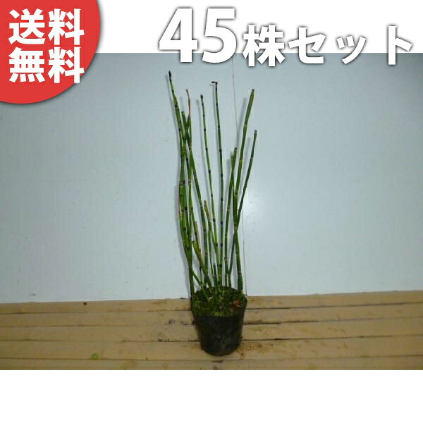 ■送料無料■【45本セット】 トクサ 樹高0.3m前後 10.5cmポット とくさ 砥草 木賊 苗 苗木 植木 庭木 生け垣 下草・グランドカバー