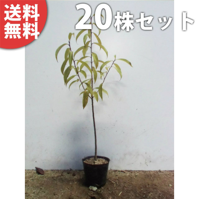 ■貨物輸送無料■【20本仕掛ける】 ナナミノキ 樹高0.3m前後 10.5糎ポット 七実の木 ななみのき 若木 苗 植木 庭木 垣根 符牒天然木 常緑樹