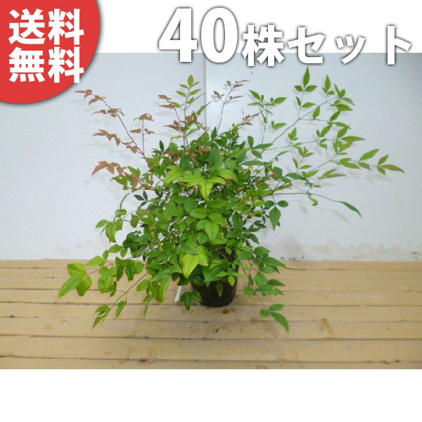 苗 樹高0 25m前後 苗 庭木 苗木 植木 生け垣 送料無料 ガーデニング 農業 植木 中木 低木 40本セット ナンテン ナンテン 樹高0 25m前後 12cmポット 南天 なんてん 赤実縁起の良い木 苗木 植木 苗 庭木 生け垣 中木 低木 季の香 きのか