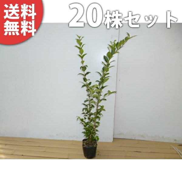 ■送料無料■【20本セット】 ネズミモチ 樹高0.5m前後 10.5cmポット ねずみもち 苗木 苗 植木 庭木 生け垣 生垣 目隠し