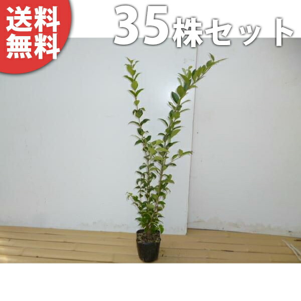 ■送料無料■【35本セット】 ネズミモチ 樹高0.5m前後 10.5cmポット ねずみもち 苗木 苗 植木 庭木 生け垣 生垣 目隠し