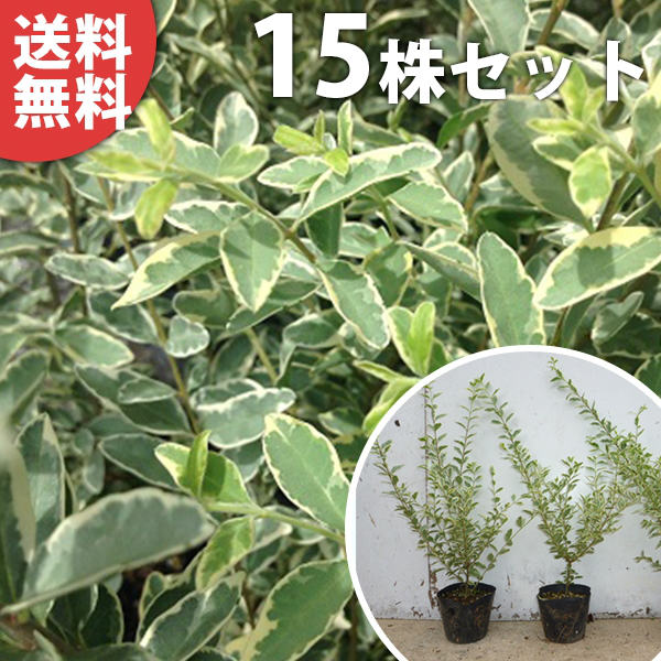 シルバープリペット 生垣用 ポット入り 樹高0 4m前後 苗木 植木 苗 庭木 生け垣 目隠し 生垣 苗木 送料無料 15本セット シルバープリペット 樹高0 4m前後 15cmポット ポット入り 生垣用 苗木 植木 苗 庭木 生け垣 目隠し 生垣 季の香 きのか