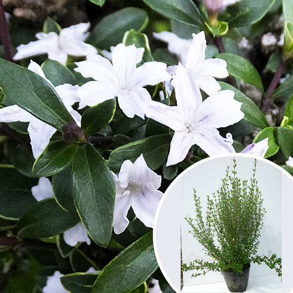 ハクチョウゲ 樹高0 4m前後 ハクチョウゲ 苗木 植木 苗 庭木 苗木 白丁花 生け垣 花を楽しむ木 花を楽しむ木 初夏に花を咲かせる植木特集 送料無料 40本セット ハクチョウゲ 樹高0 4m前後 15cmポット 白丁花 苗木 植木 苗 庭木 生け垣 花を楽しむ木 初夏に