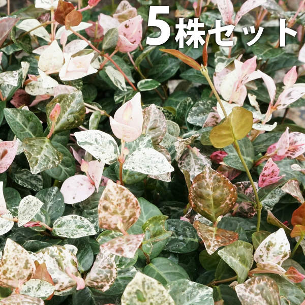 ハツユキカズラ！長さ0.2〜0.35！35ポット ta-5155-5set.jpg