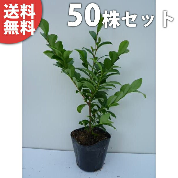 ■送料無料■【50本セット】 ヒサカキ 樹高0.3m前後 10.5cmポット ひさかき 苗木 苗 植木 庭木 生け垣 生垣 目隠し