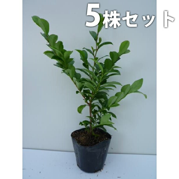 現品　ヒサカキ　ビシャコ　姫榊　山採り　特大苗　3.5mほど　007 hisakaki2.jpg