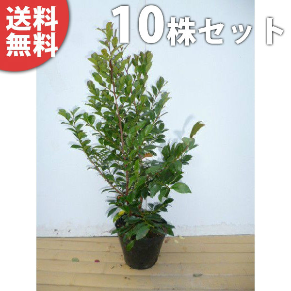■送料無料■【10本セット】 ヒサカキ 樹高0.4m前後 15cmポット ひさかき 苗木 苗 植木 庭木 生け垣 生垣 目隠し