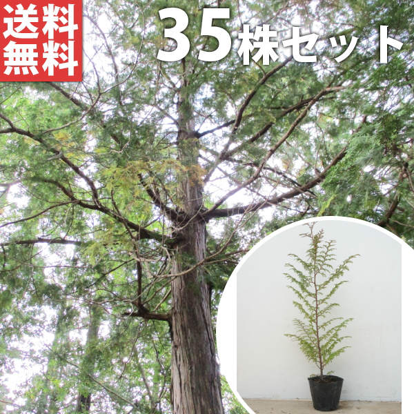 ■送料無料■ ヒノキ 樹高0.5m前後 10.5cmポット ひのき 苗木 植木 苗 庭木 生け垣 シンボルツリー 常緑樹