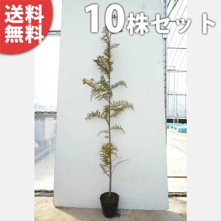 苗⁄苗木 ユキヤナギ 樹高0.2m前後 10.5cmポット (40本セット 苗⁄苗木 ユキヤナギ 樹高0.2m前後 10.5cmポット (40本セット