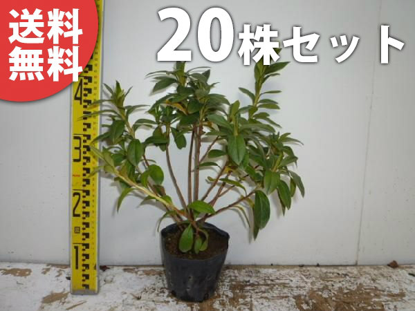 ヒラドツツジ 紫花 苗木植木植木花を楽しむ木生け垣花を楽しむ木 本セット 樹高0 3m前後ヒラドツツジ 紫花 庭木花 を楽しむ木樹高0 3m前後春に花を咲かせる植木特集苗中木 低木 送料無料 樹高0 3m前後13 5cmポットひらどつつじ苗木植木苗庭木生け垣花 を楽しむ木