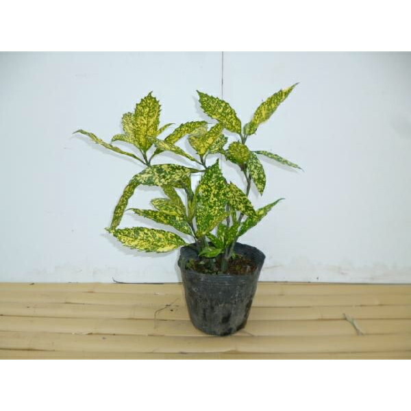 樹高0 4m前後 植木 庭木 斑入りアオキ 中木 低木 斑入りあおき 送料無料 生け垣 苗木 庭木 樹高0 4m前後 植木 60本セット 斑入りアオキ 苗 15cmポット 斑入りあおき 苗木 植木 苗 庭木 生け垣 中木 低木 季の香 きのか