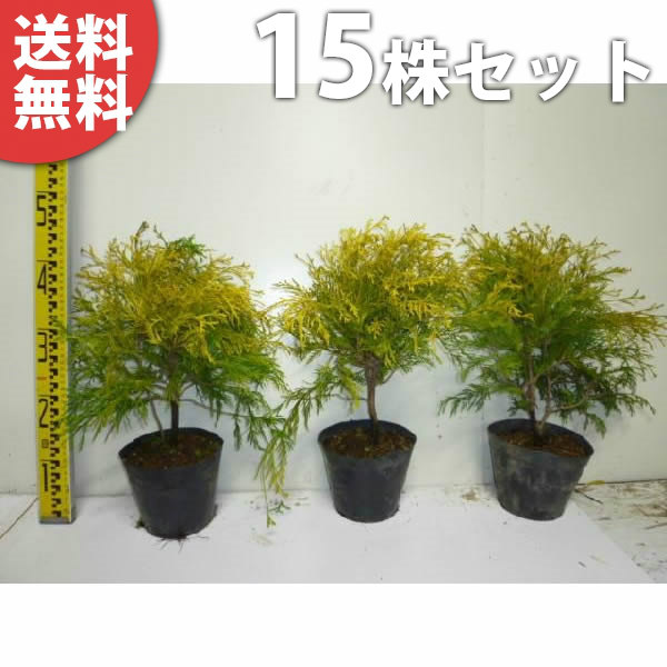 送料無料 15本セット 植木 フィリフェラオーレア 樹高0 3m前後 15cmポット コニファー 生垣 苗木 苗 植木 苗木 苗 庭木 生け垣 コニファー 季の香 きのか フィリフェラオーレア 樹高0 3m前後 苗木 植木 苗 庭木 生け垣 コニファー