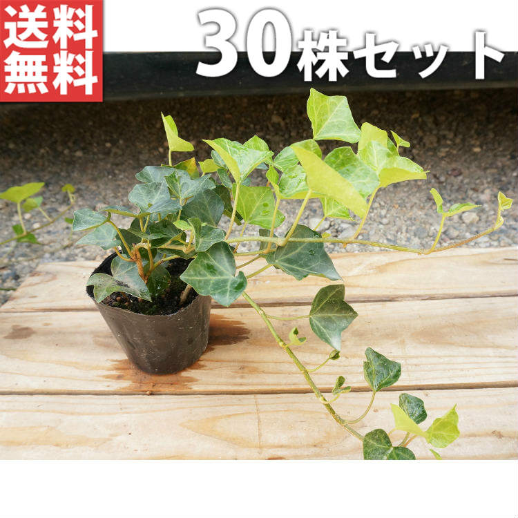 ■送料無料■【30ポットセット】 ヘデラ・ヘリックス 10.5cmポット アイビー 苗木 苗 植木 庭木 生け垣 下草・グランドカバー