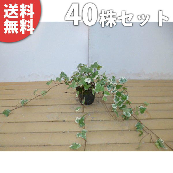 送料無料 ヘデラ ヘリックス グレイシャー 9cmポット アイビー 苗木 植木 苗 庭木 生け垣 下草 グランドカバー 新着