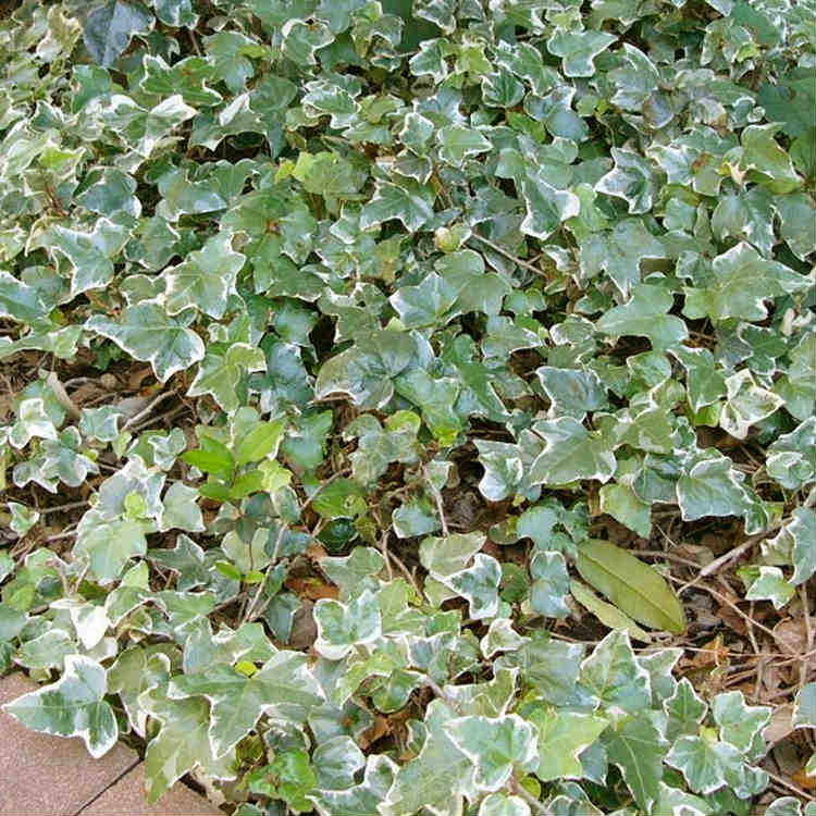 送料無料 ヘデラ ヘリックス グレイシャー 9cmポット アイビー 苗木 植木 苗 庭木 生け垣 下草 グランドカバー 新着