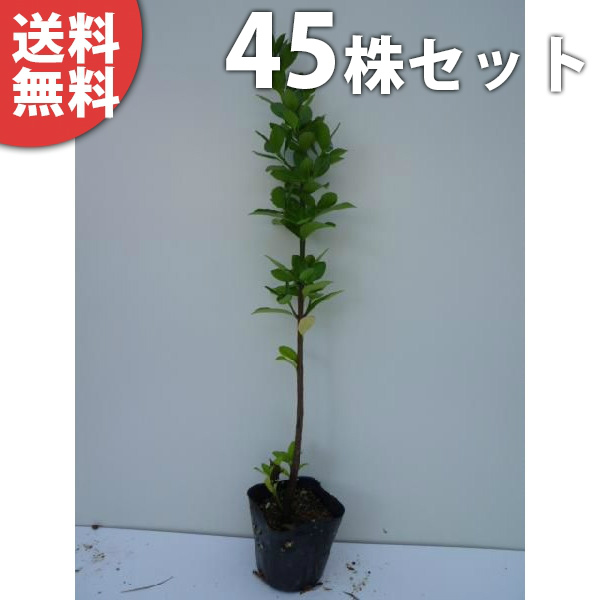 日本産 45本セット マサキ 樹高0 3m前後 10 5cmポット まさき 苗木 植木 苗 庭木 生け垣 目隠し 生垣 柔らかい Lanovafonda Cat