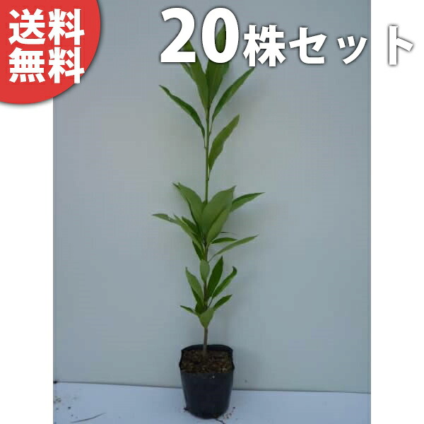 ■貨物輸送無料■【20本仕掛ける】 マテバシイ 樹高0.3m前後 10.5糎ポット まてばしい 若木 苗 植木 庭木 垣根 符牒天然木 常緑樹