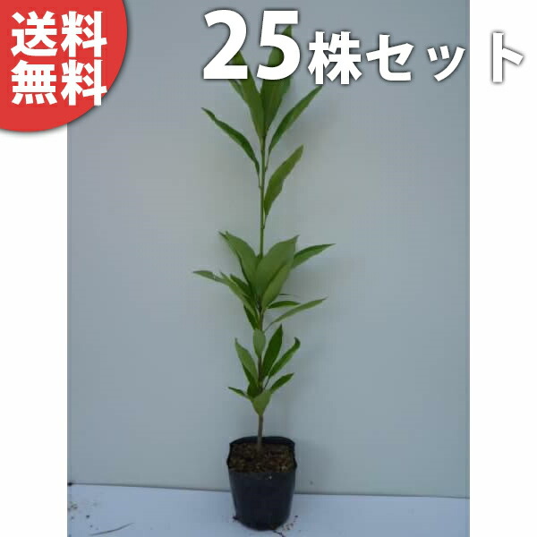 ■送料無料■ マテバシイ 樹高0.5m前後 10.5cmポット まてばしい 苗木 植木 苗 庭木 生け垣 シンボルツリー 常緑樹