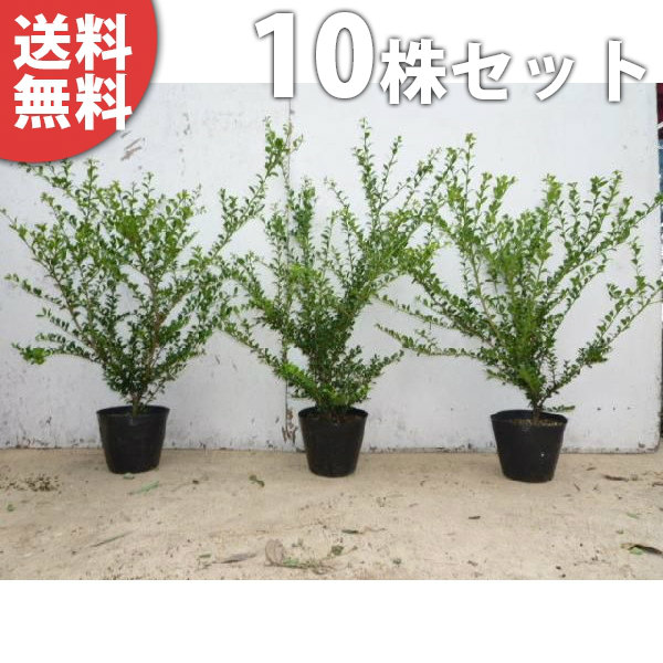 ■貨物輸送無料■【10本仕掛ける】 マメ科植物ツゲ 樹高0.3m前後 15糎ポット 忠実忠実しいつげ 若木 苗 植木 庭木 環堵 中木・かん木
