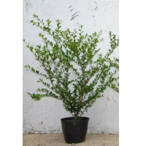 ■送料無料■【30本セット】 マメツゲ 樹高0.3m前後 15cmポット まめつげ 苗木 苗 植木 庭木 生け垣 中木・低木