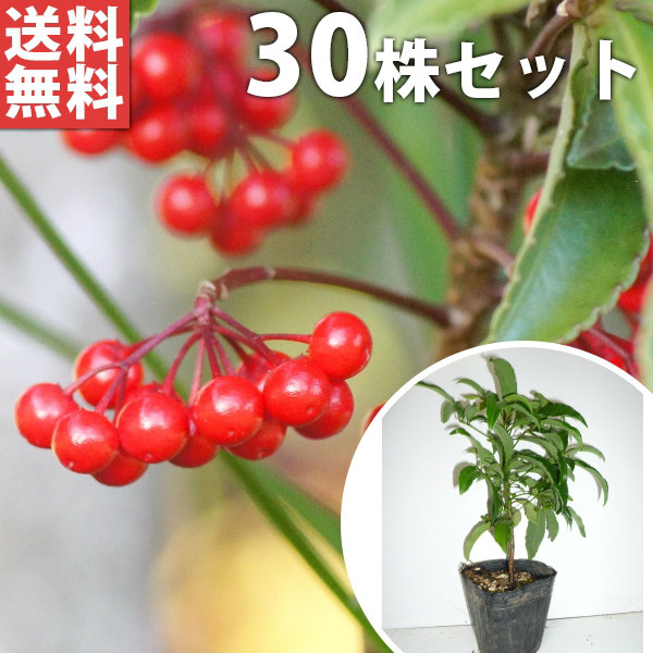 ■送料無料■【30本セット】 マンリョウ 樹高0.1m前後 9cmポット 万両 赤実 大実 まんりょう 苗木 苗 植木 庭木 生け垣 中木・低木