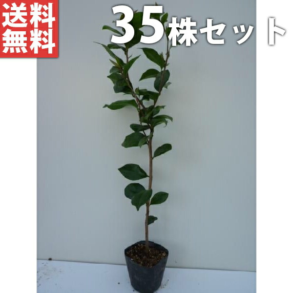 ■送料無料■【35本セット】 ヤブツバキ 樹高0.5m前後 10.5cmポット ツバキ 椿 つばき 山椿 ヤマツバキ 苗木 苗 植木 庭木 生け垣 花を楽しむ木 秋・冬に花を咲かせる植木特集 生垣 目隠し